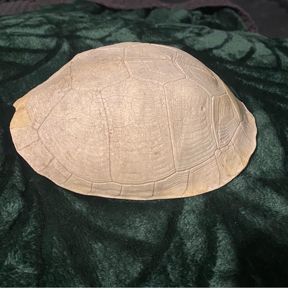 SOLD - 2 REAL Eastern Box Turtle Shells - Picture 3 of 6